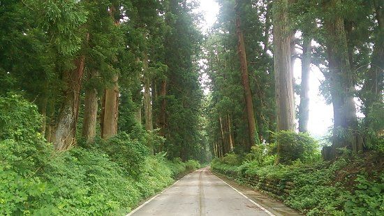 Cryptomeria Avenue