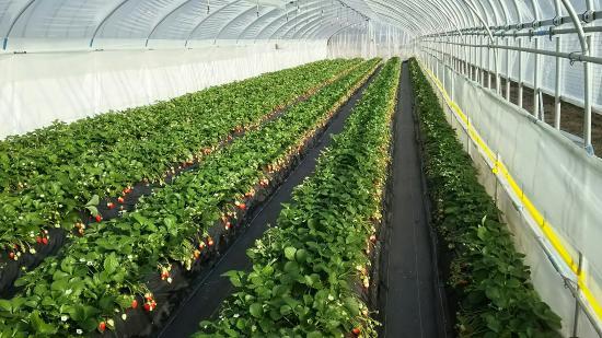 Nikko Strawberry Park